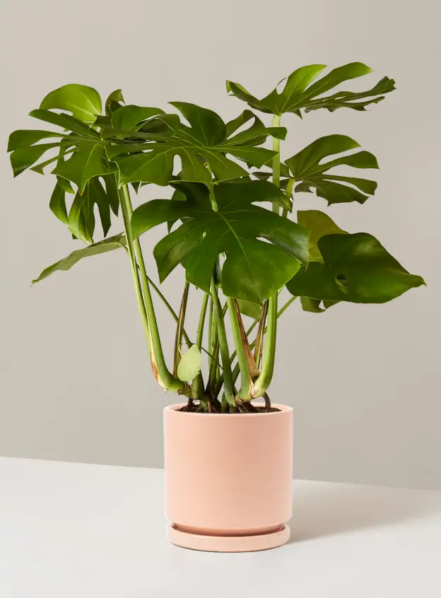 Monstera Deliciosa – Seramik Saksıda